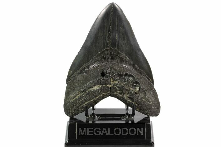 Large, Fossil Megalodon Tooth - South Carolina #129115